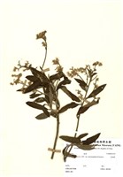 藏品(艾納香)的圖片